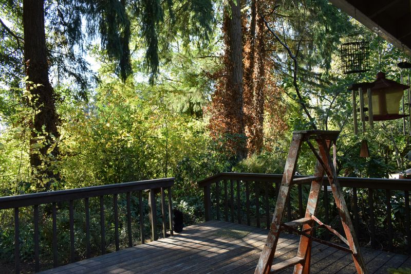 Beaver Wood Restoration team on a Toronto deck restoration project