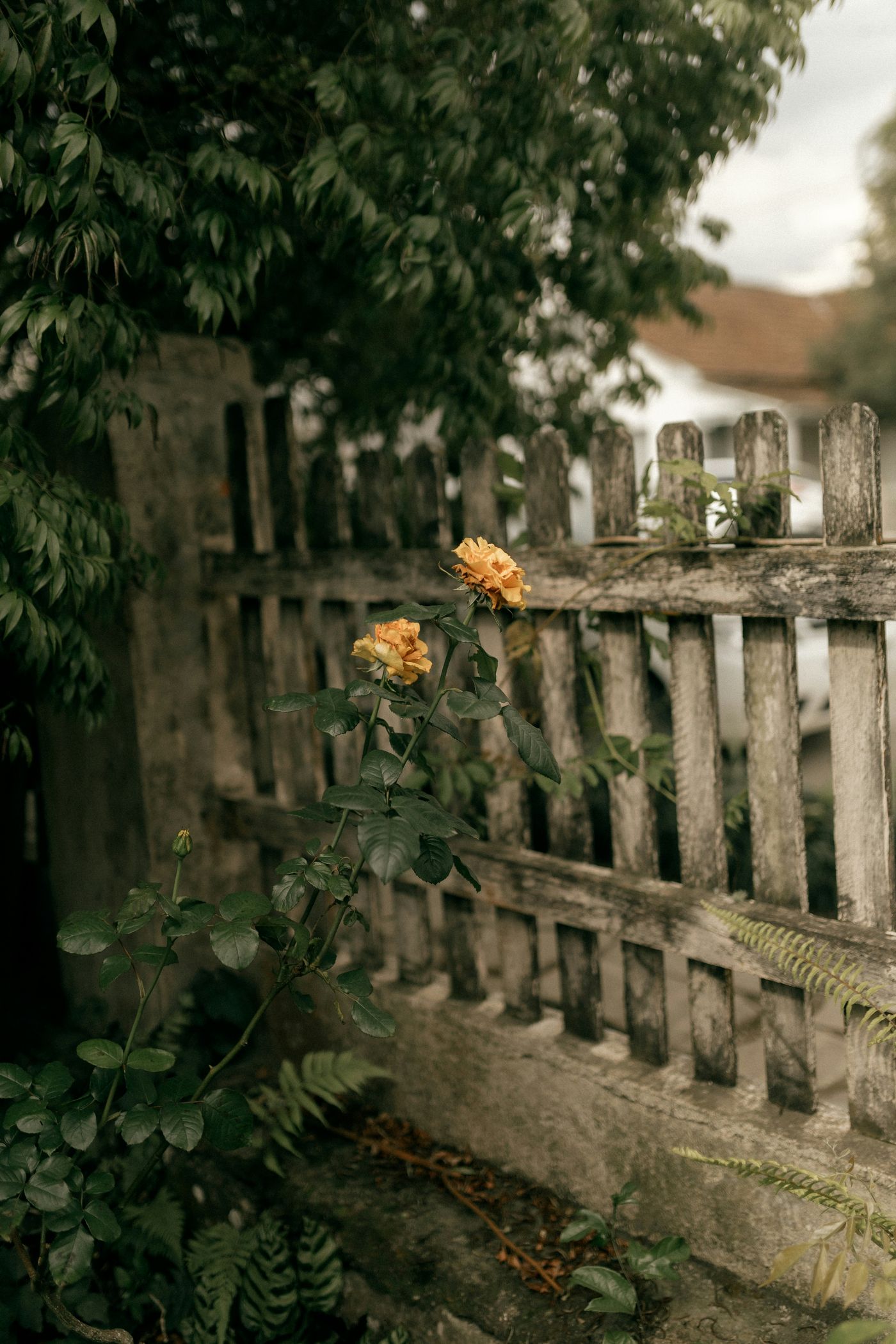 Cedar Fence Maintenance: Keeping Your Investment Beautiful for Decades